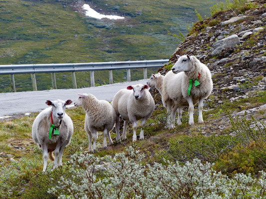 Norwegen - Straße Fv243 - Landschaftsroute Aurlandsfjellet (Snøvegen)
