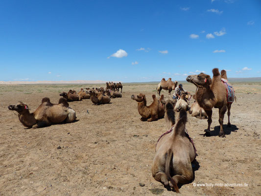 Mongolei - Kamelreiten