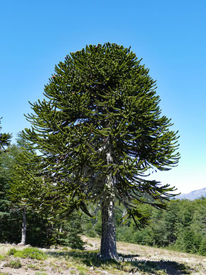 Chile - Reserva Nacional Malalcahuello - Wanderweg Piedra Santa - Araukanie