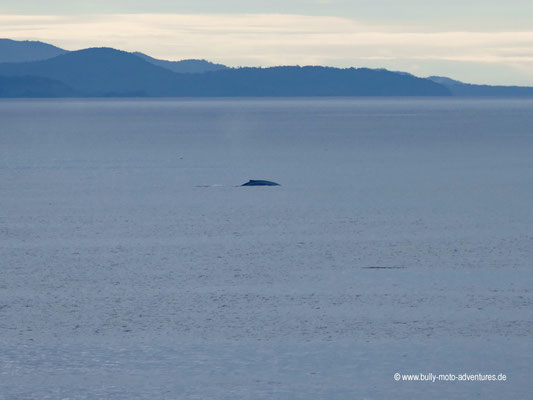 Chile - Fährfahrt von Puerto Natales nach Puerto Montt - Tag 3 - Walbeobachtung