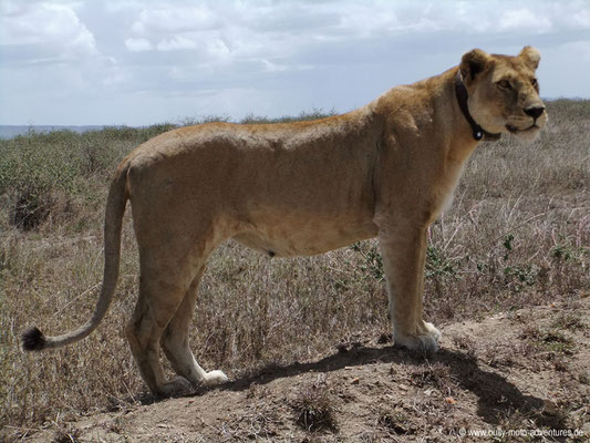 Tansania - Safari-Tour - Löwe (Serengeti)