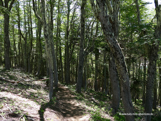 Chile - Reserva Nacional Malalcahuello - Wanderweg Sierra del Colorado