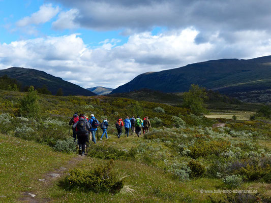 Norwegen - Auf Moschusochsen-Safari im Dovrefjell-Sunndalsfjella Nationalpark
