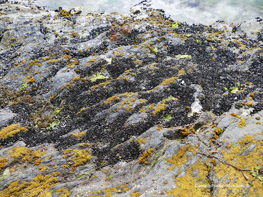 Argentinien - Parque Nacional Tierra del Fuego - Wanderweg Senda de la Baliza