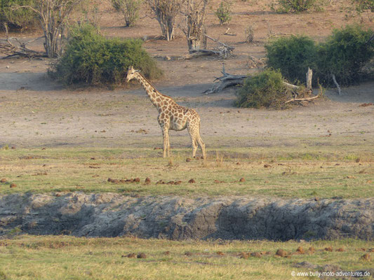 Botswana - Chobe Nationalpark - Giraffe