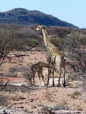 Namibia - Mt. Etjo Wildreservat - Giraffem