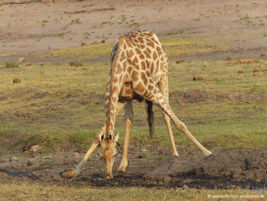 Botswana - Chobe Nationalpark - Giraffe