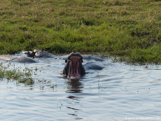 Botwana - Nilpferd im Chobe Nationalpark