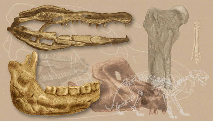 Kulltegning av kjeven (nederst til venstre) og skallen (nederst til høyre) av en bjørn. Øverst til venstre er en alligatorskalle, og et neshornlårbein øverst til høyre. Disse fossiler er funnet i nordøst-Tennessee, i sju millioner år gamle avsetninger.