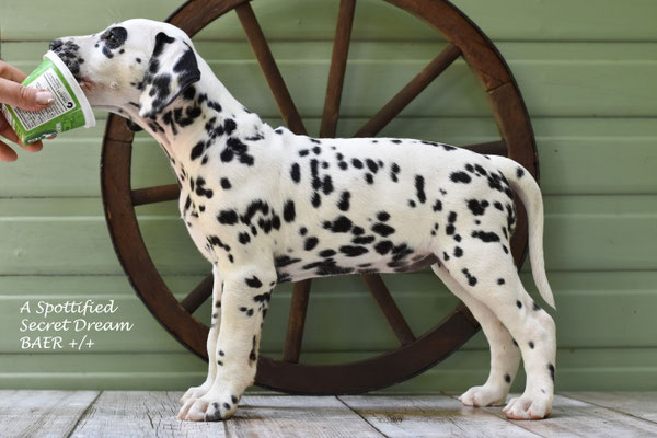 A Spottified Secret Dream, female Red collar