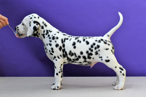 A Spottified Quest For Happiness, aka Bolt, BAER +/+, Mister Green collar