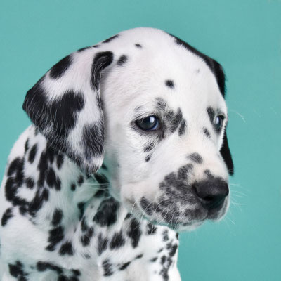 A Spottified Secret Admiros, female, Light Blue collar