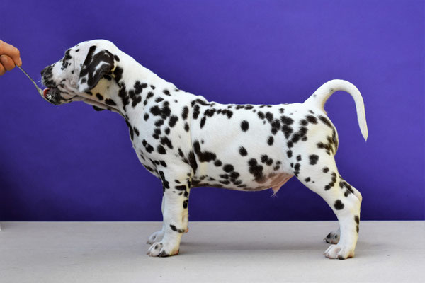 A Spottified Quest For Passion, aka Flash, BAER +/+, Mister Orange collar