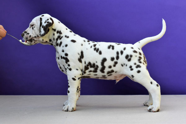 A Spottified Quest For Fame, aka Morris, BAER +/+, Mister Light Blue collar