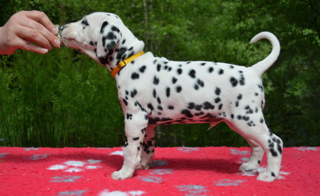 A Spottified Perfect Paso Doble (Oreo)