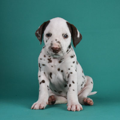 A Spottified Secret Lover, male, Blue collar
