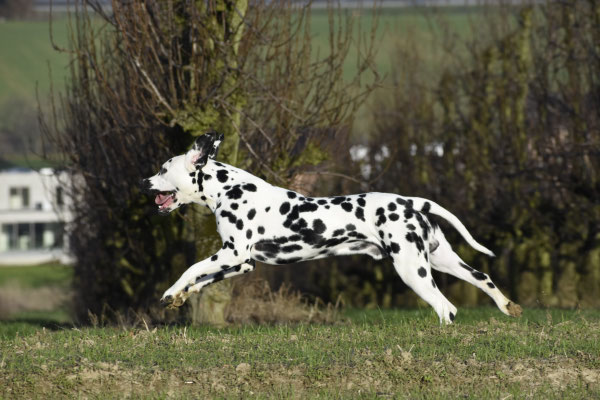 A Spottified Young Loki, 9 Months