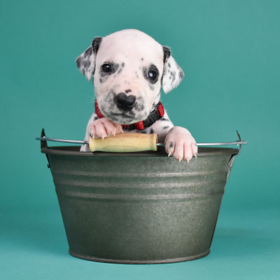 Miss Red