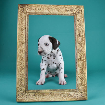 A Spottified Secret Lover, male, Blue collar