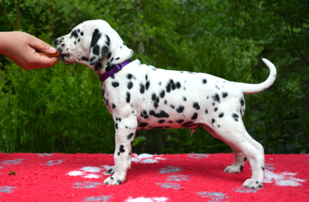 A Spottified Perfect Tango (Tango)