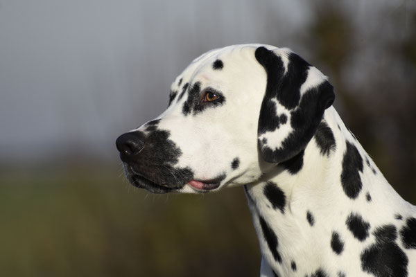 A Spottified Young Loki, 9 Months