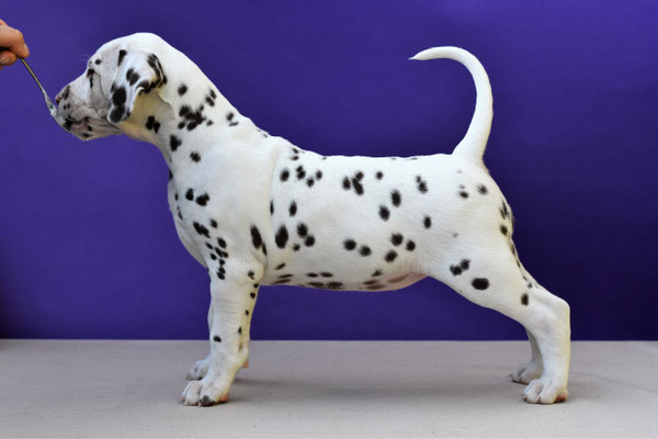 A Spottified Quest For Sweetness, aka Zappa, BAER +/+, Miss Pink collar