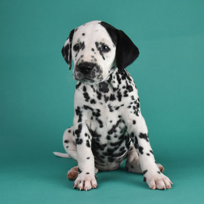 A Spottified Secret Admiror, female, Light Blue collar