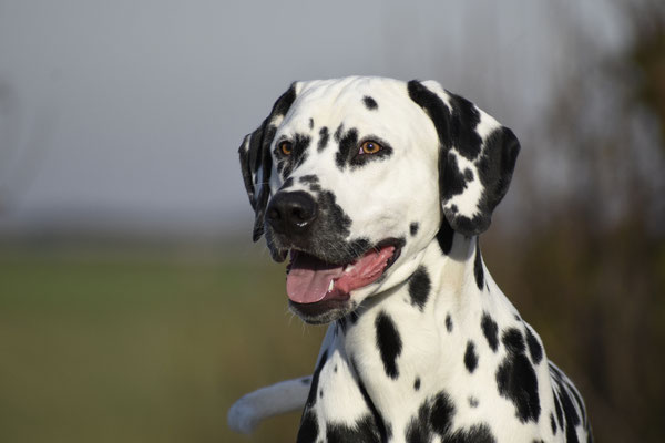A Spottified Young Loki, 9 Months