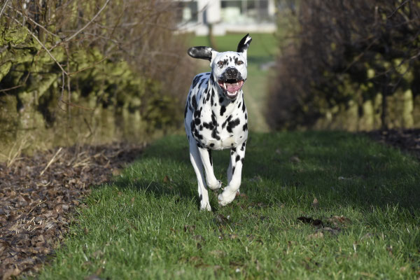 A Spottified Young Loki, 9 Months
