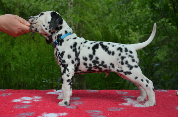 A Spottified Perfect Boogiewoogie (Murdock)