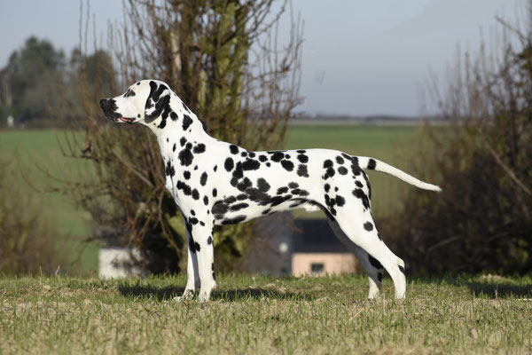 A Spottified Young Loki, 9 Months