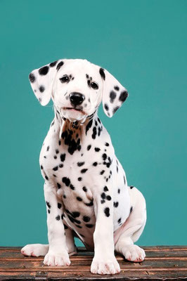 Caldecacre Rumours N Gossip     'Salsa' photo DOGvision