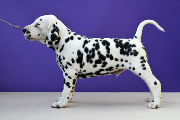 A Spottified Quest For Affection, aka Isco, BAER +/+, Mister Purple collar