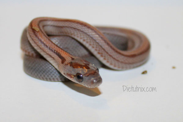1.0 Striped, het. Caramel, Lavender, ph. Hypo