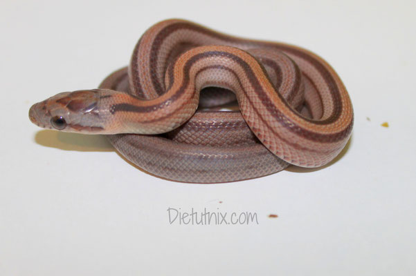0.1 Striped, het. Caramel, Lavender, ph. Hypo