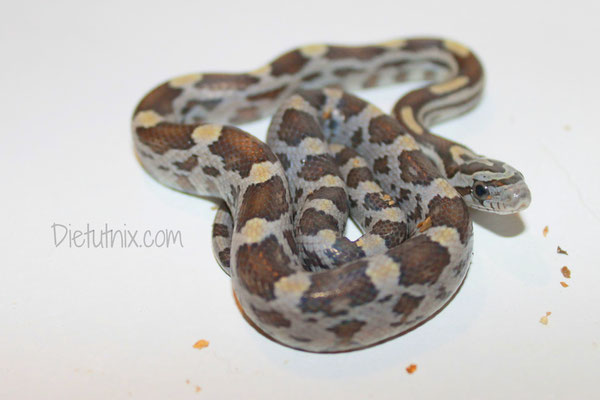 0.1 Caramel, het. Hypo, Sunkissed, Lava, Striped