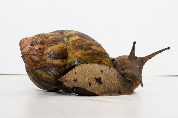 Archachatina marginata ovum (Foto: felis-silvestris.com)