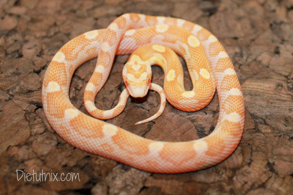 Butter Motley