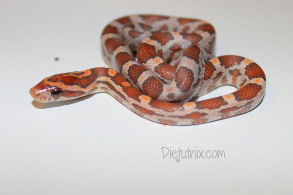 0.1 Hypo, het. Caramel, Lavender, ph. Striped