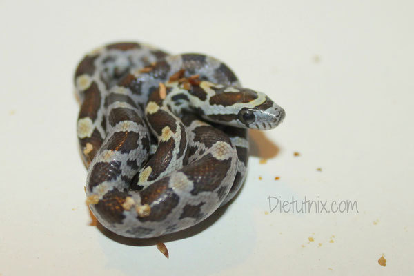 0.1 Caramel, het. Hypo, Sunkissed, Lava, Striped