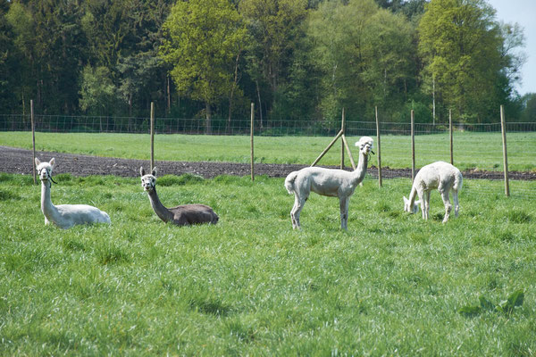 zwei liegende und zwei stehende Alpakas auf einer grünen Wiese