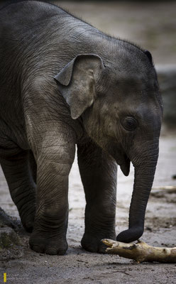 Mit freundlicher Genehmigung vom Tierpark Hagenbeck