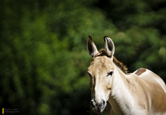 Mit freundlicher Genehmigung vom Tierpark Hagenbeck