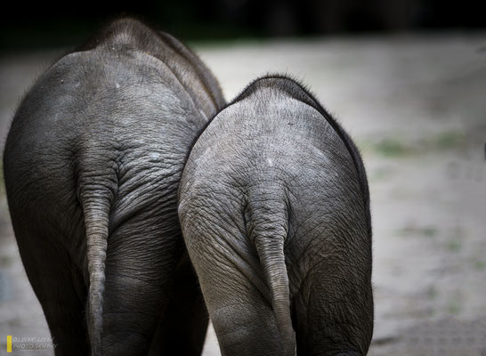 Mit freundlicher Genehmigung vom Tierpark Hagenbeck