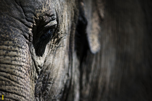 Mit freundlicher Genehmigung vom Tierpark Hagenbeck