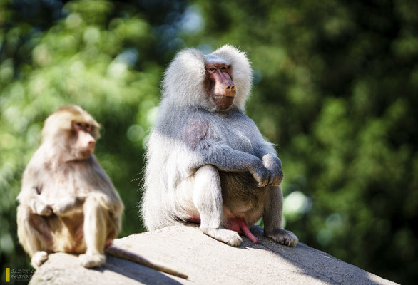 Mit freundlicher Genehmigung vom Tierpark Hagenbeck