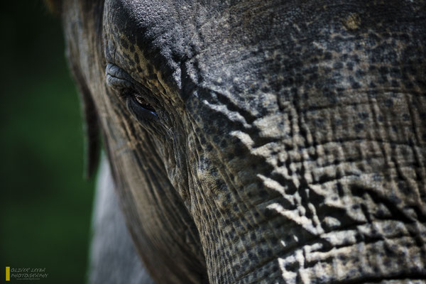 Mit freundlicher Genehmigung vom Tierpark Hagenbeck