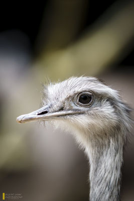 Mit freundlicher Genehmigung vom Tierpark Hagenbeck