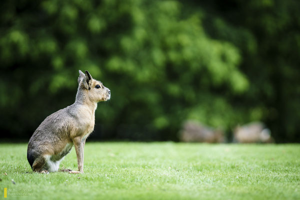 Mit freundlicher Genehmigung vom Tierpark Hagenbeck