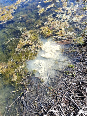 Grasfroschlaich wird eingesetzt in Teich 25